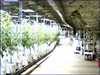 Marijuana Growing Operation in Cave