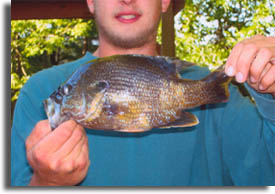 State Record Green Sunfish