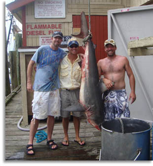 South Carolina Antlantic Sharpnose Shark