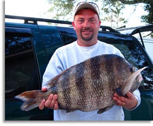 South Carolina Sheepshead