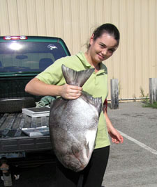 Atlantic Spadefish