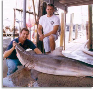 South Carolina Spnner Shark