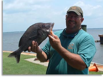 South Carolina White Grunt
