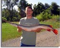 Record Longnose Gar