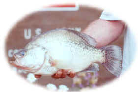 Pennsylvania State Record Crappie