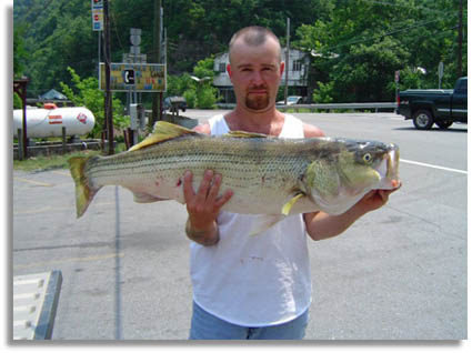 West Virginia State Record Striped Bass