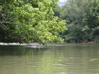 holston river woodies outdoors bushwhacking