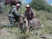 Hartmann's Zebra
