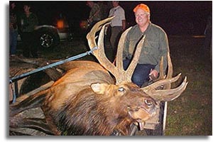 Arkansas Elk - Gene Rush Wildlife Management Area