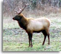 Tennessee Elk