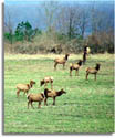 Sundquist WMA Elk