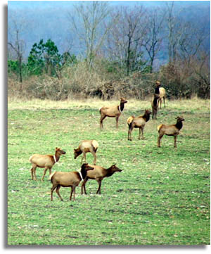 Tennessee Elk