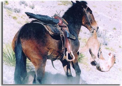 Mule and Mountain Lion
