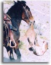 Mule Kills Mountain Lion