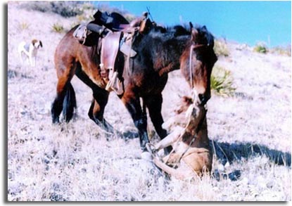 Mule and Cougar