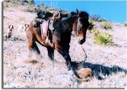 Mountain Lion and Mule