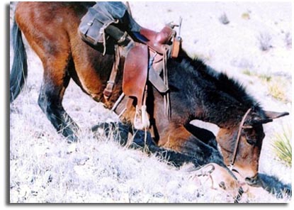 Cougar and Mule