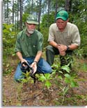 Eastern Indigo Snakes