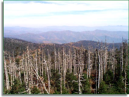 Balsam Wooly Adelgid