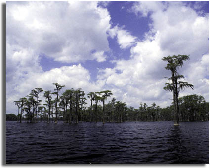 Banks Lake National Wildlife Refuge, Georgia