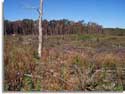 Standing Stone Clearcut