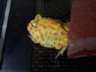 Albino Pacman Frog