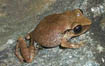 Antillean Frog