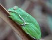 Barking Treefrog