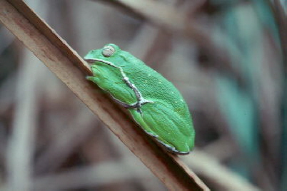 Barking Treefrog - Hyla gratiosa