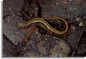 Tennessee Salamanders