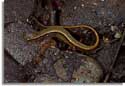 Blue Ridge Two-lined Salamander