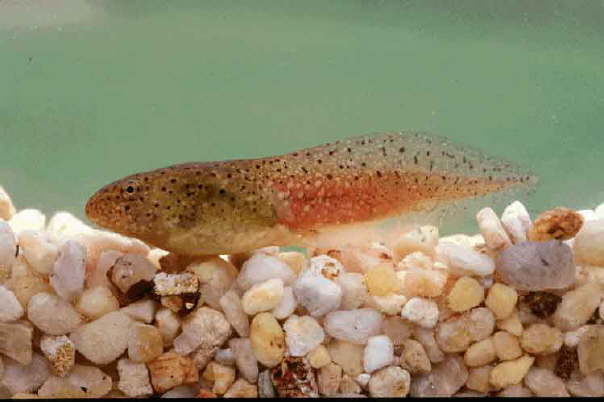 Bronze Frog Tadpole