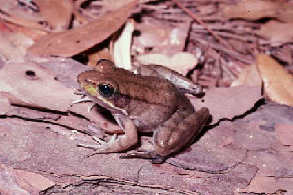 Bronze Frog