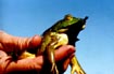 Bullfrog Eating a Bat