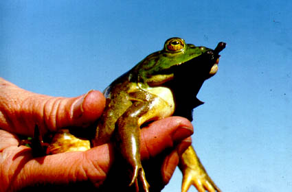 Bullfrog Eating Bat