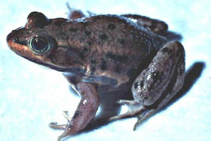 Carpenter Frog - Rana virgatipes