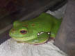 Chinese Flying Treefrog