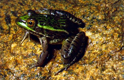 Chiricahua Leopard Frog