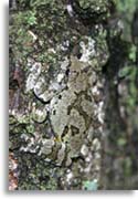 Cope's (Southern) Gray Treefrog