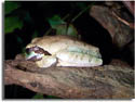 Dusky Tree Frog