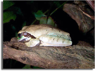 Dusky Treefrog