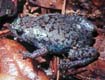 Eastern Narrow-mouthed Toad