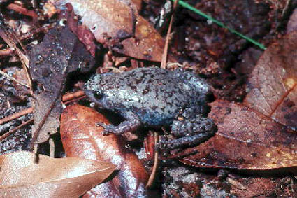 Eastern Narrow-mouthed Toad