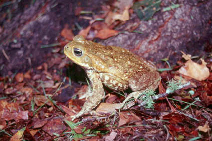 Giant Toad - Bufo marinus