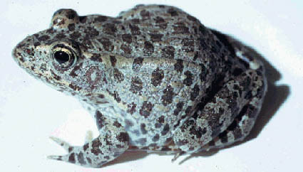 Gopher Frog - Rana capito