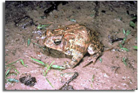 Houston Toad