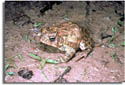 Houston toad