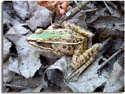 Southern Leopard Frog