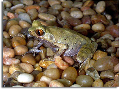 Malaysian Leaf Frog