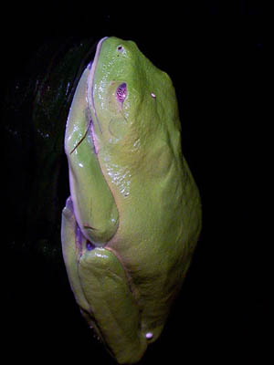 Maroon-eyed Treefrog